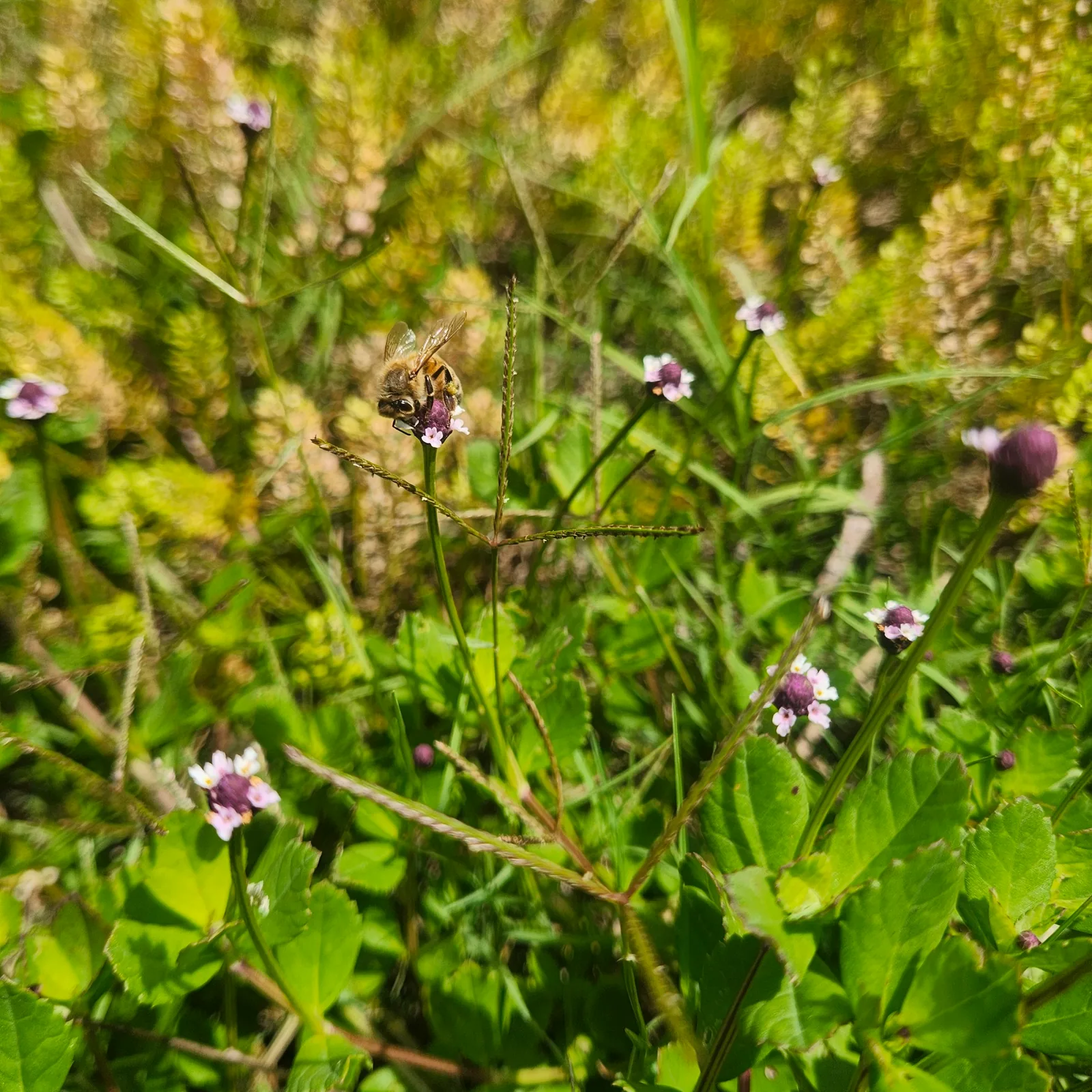 Honey bee visiting tiny purple wildflowers in a green pollinator habitat