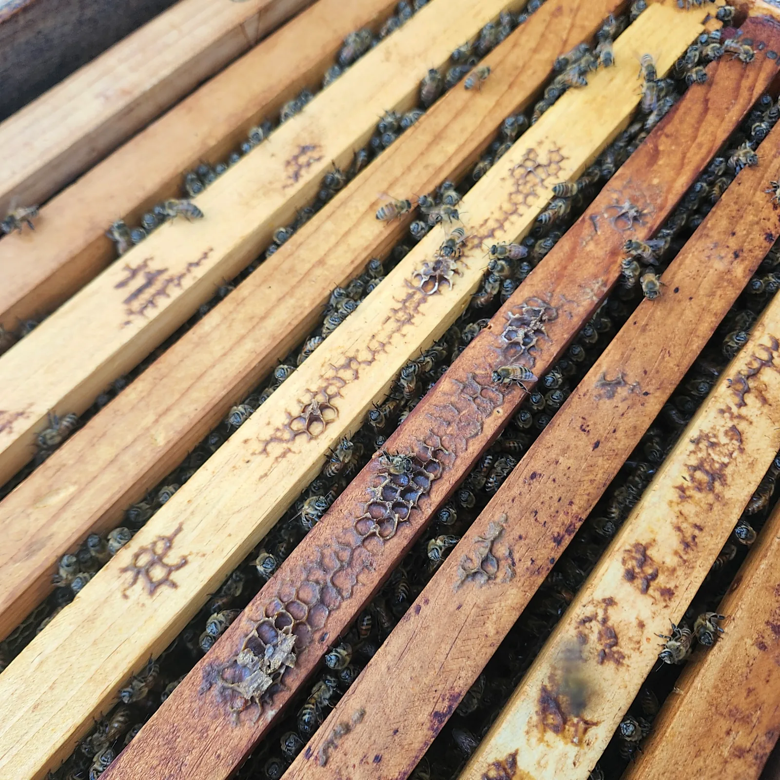 Bees between hive frame top bars
